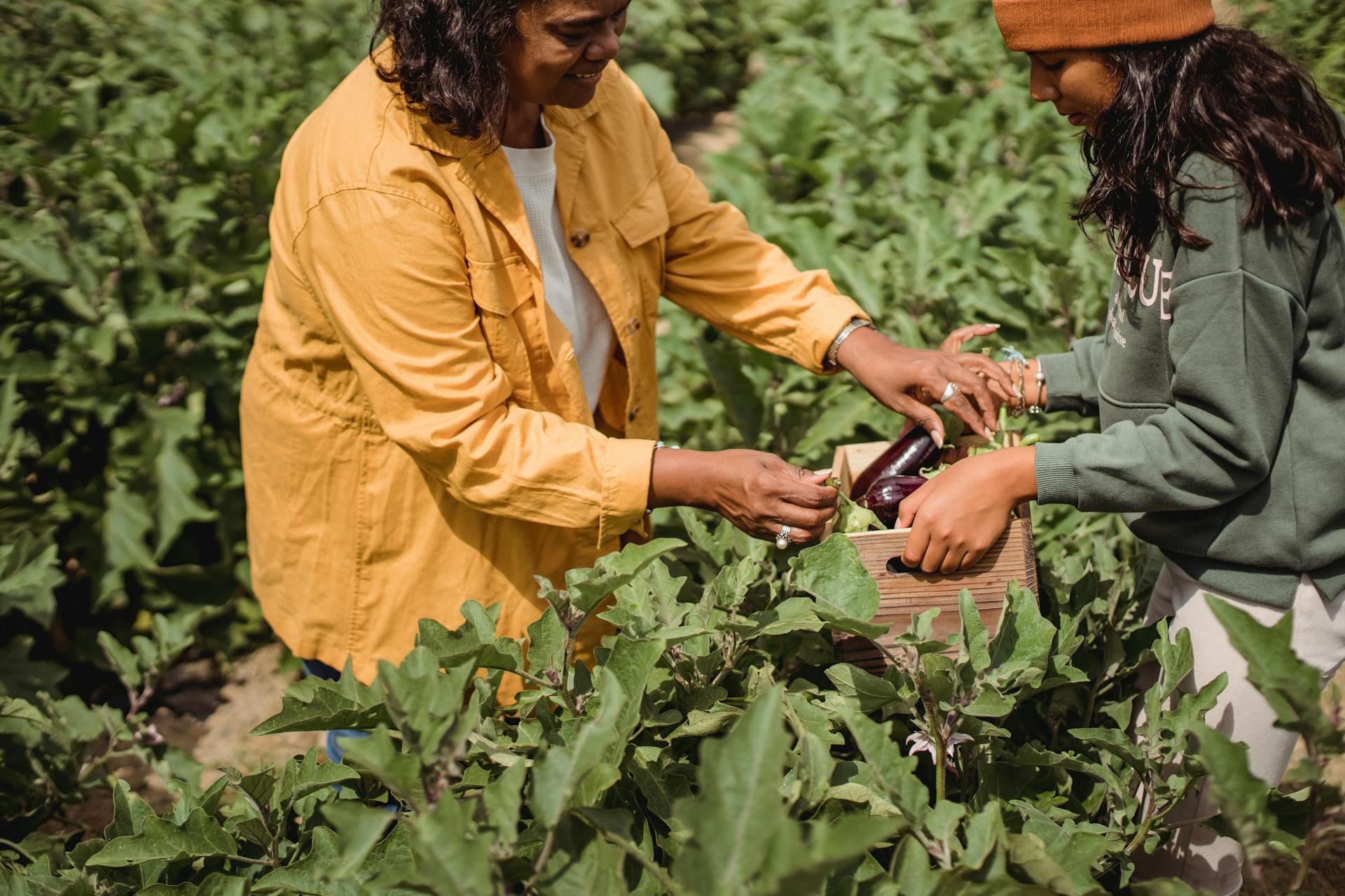 From above side view of crop ethnic farmer with daughter collecting eggplants from green plants in countryside