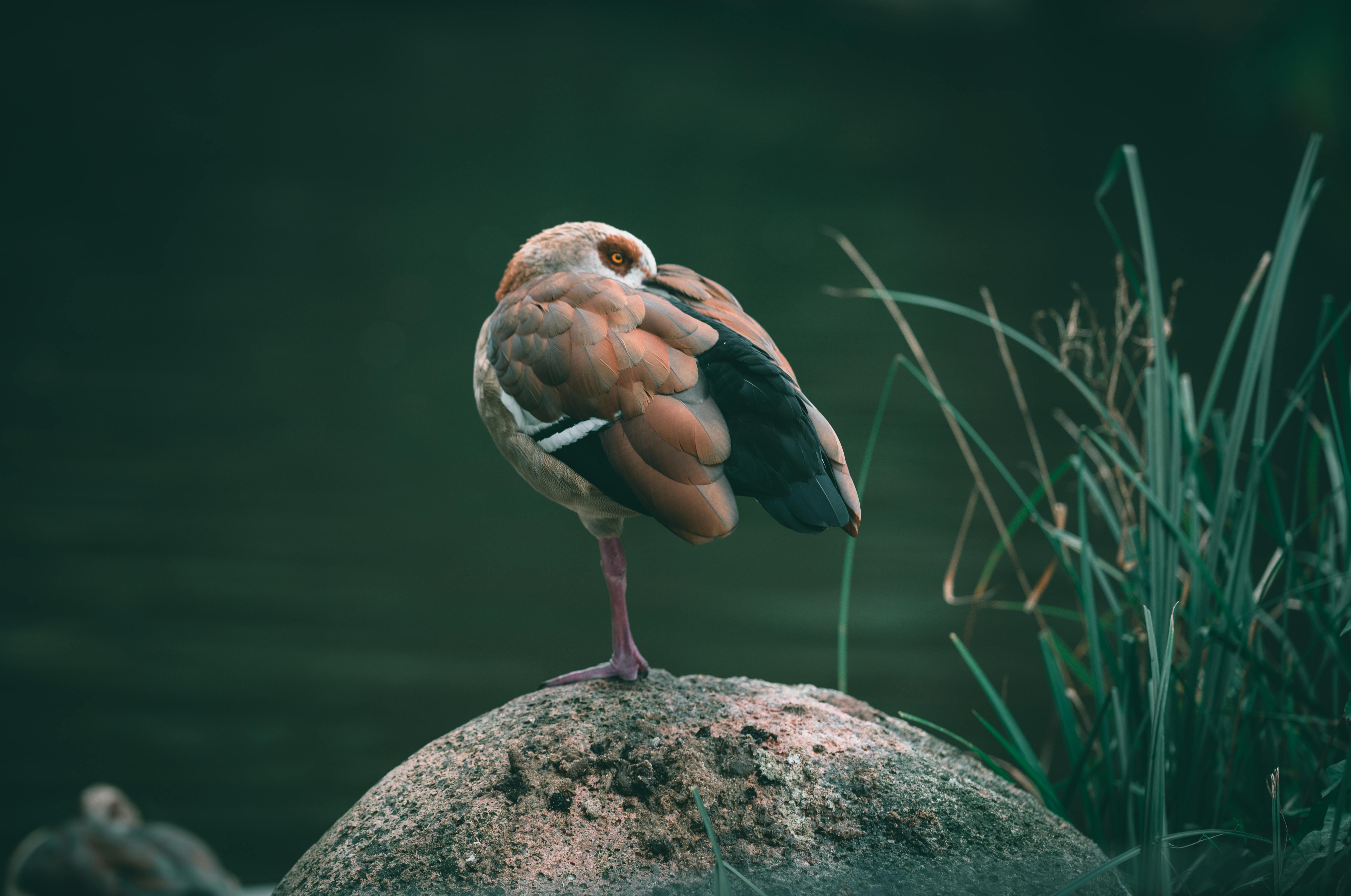 Bird Perching on Rock · Free Stock Photo