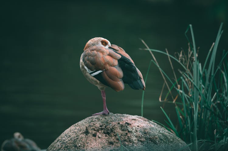 Bird Perching On Rock