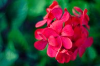 Geraniums