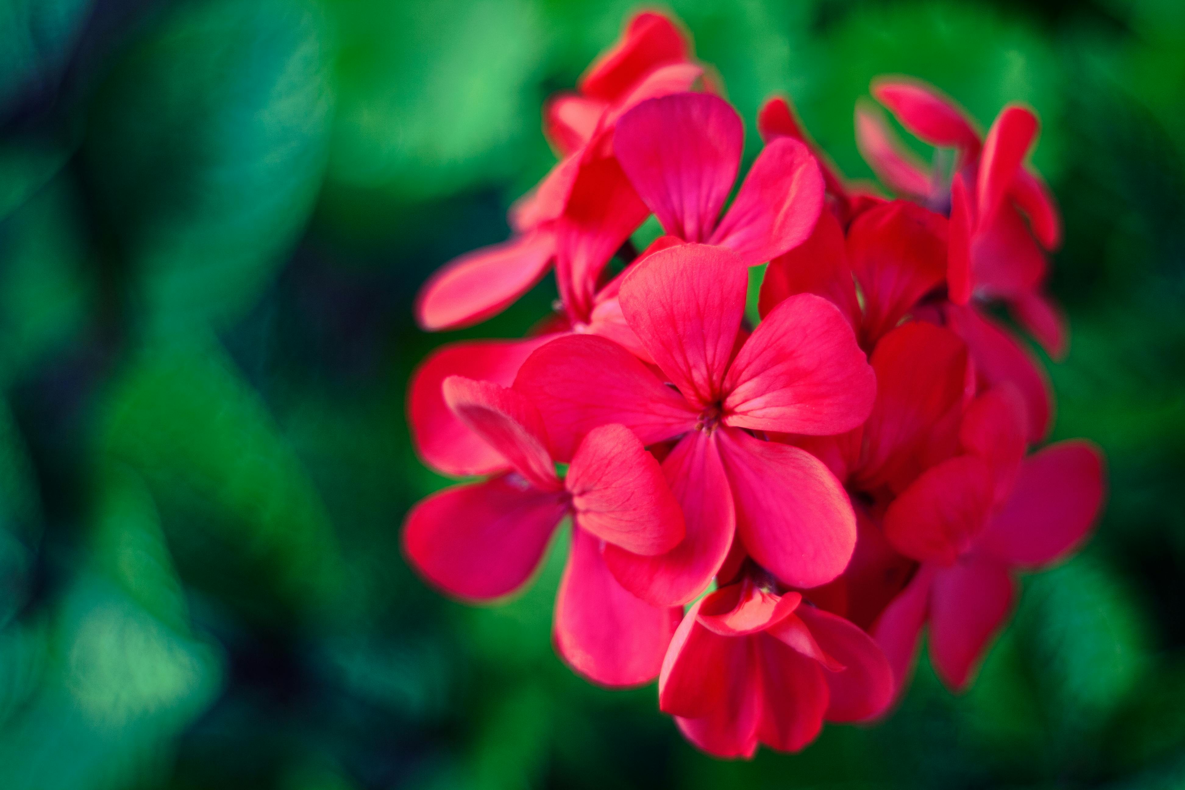 ゼラニウム 花の無料の写真素材