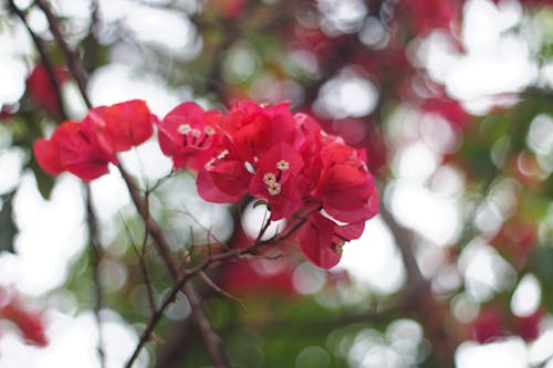 Foto d'estoc gratuïta de bella naturalesa, bokeh, buganvillas