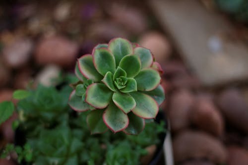 Foto d'estoc gratuïta de echeveria, suculenta