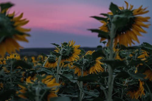 Tilting blooming sunflowers on rural field against colorful sundown sky in pink color