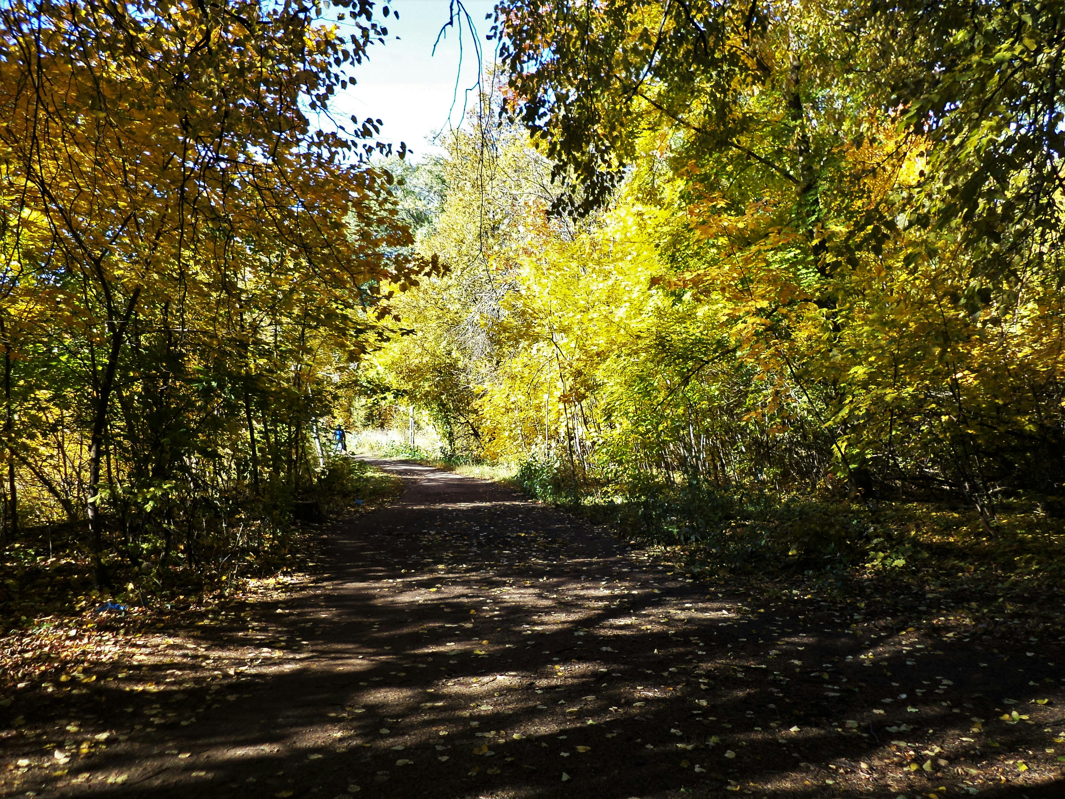 Laptop showing multiple news articles on screen