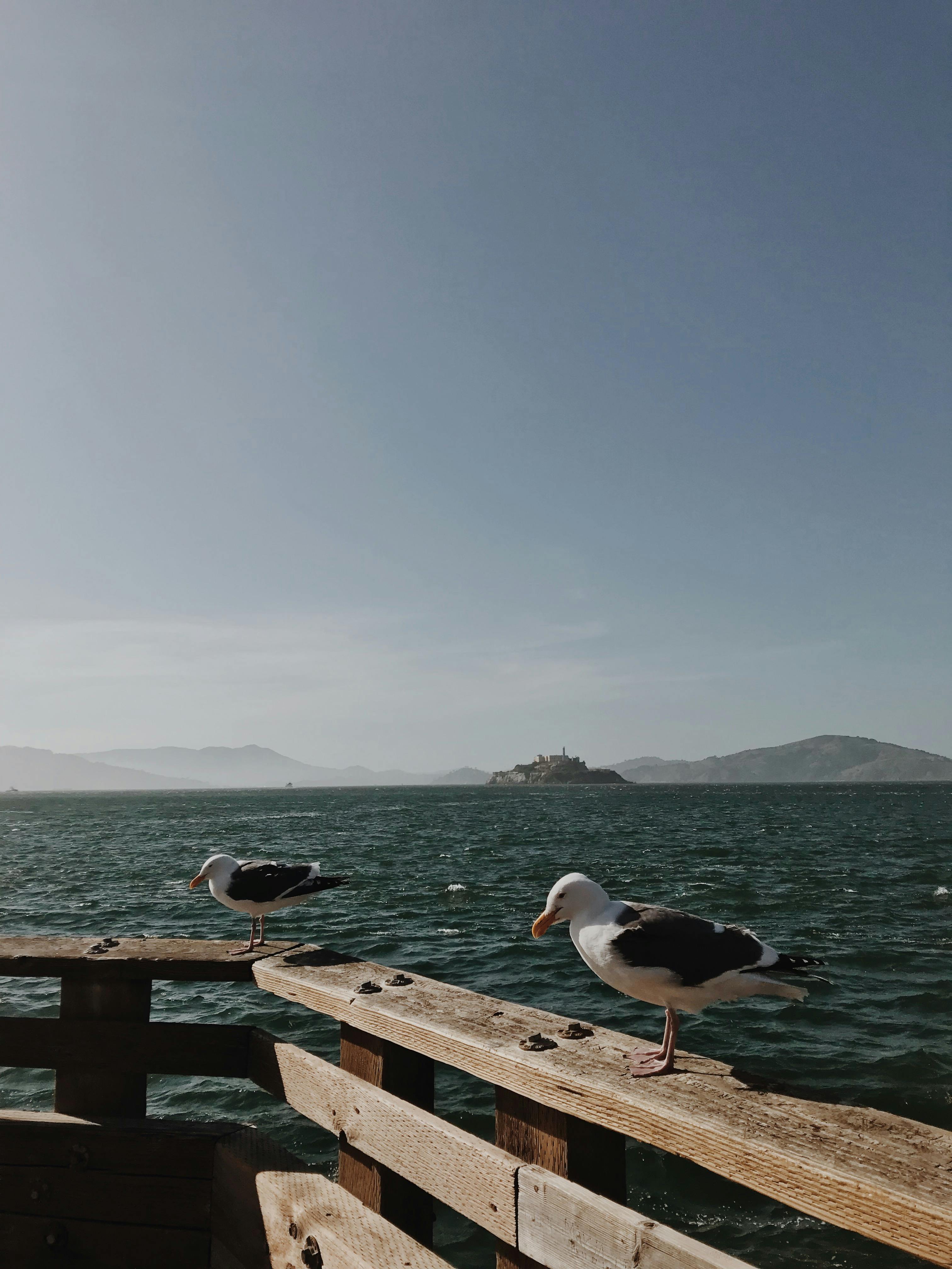 海鸥栖息在木栏杆上，俯瞰着旧金山湾，远处的恶魔岛依稀可见