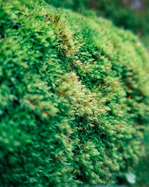 Green Bright Leaves