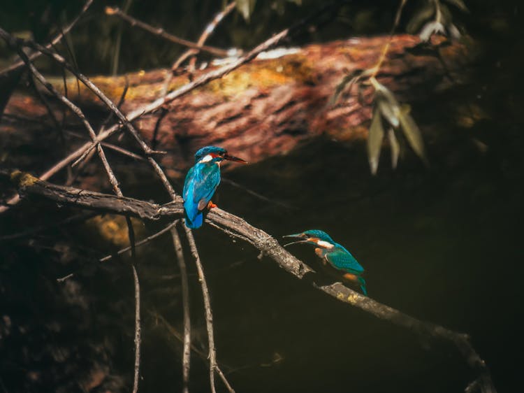 Common Kingfishers Sitting On Tree