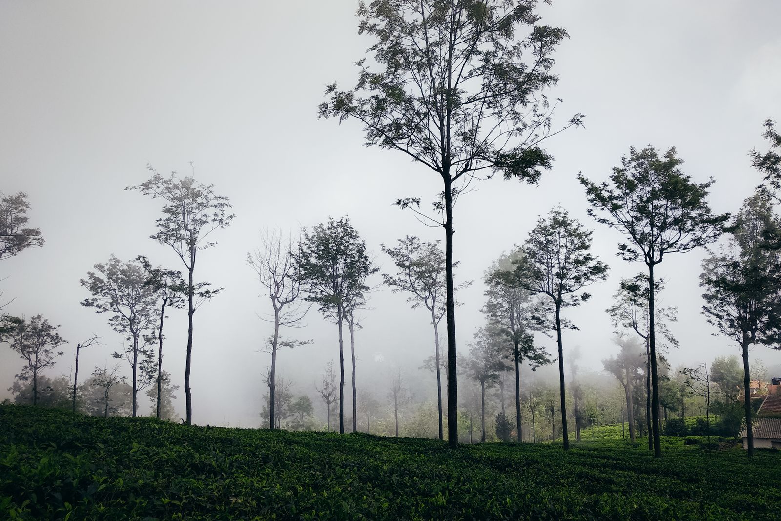 Misty valley view in Munnar Kerala