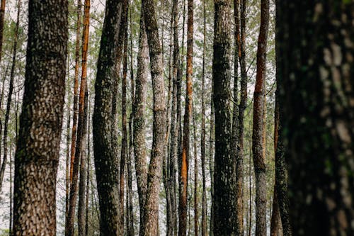 Photo of Rows of Trees in a Forest