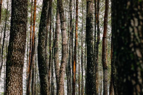 Free Tall pine trees in a serene forest create a peaceful nature scene with textured bark. Stock Photo