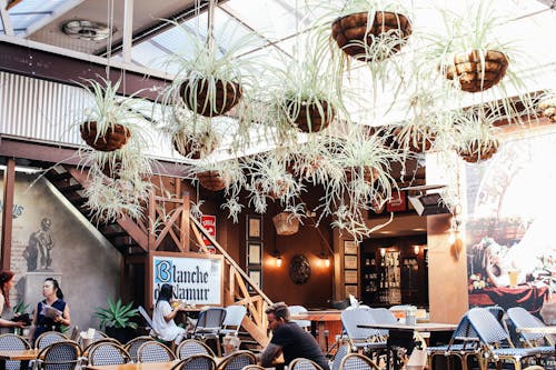 Hanging Plants Inside a Restaurant