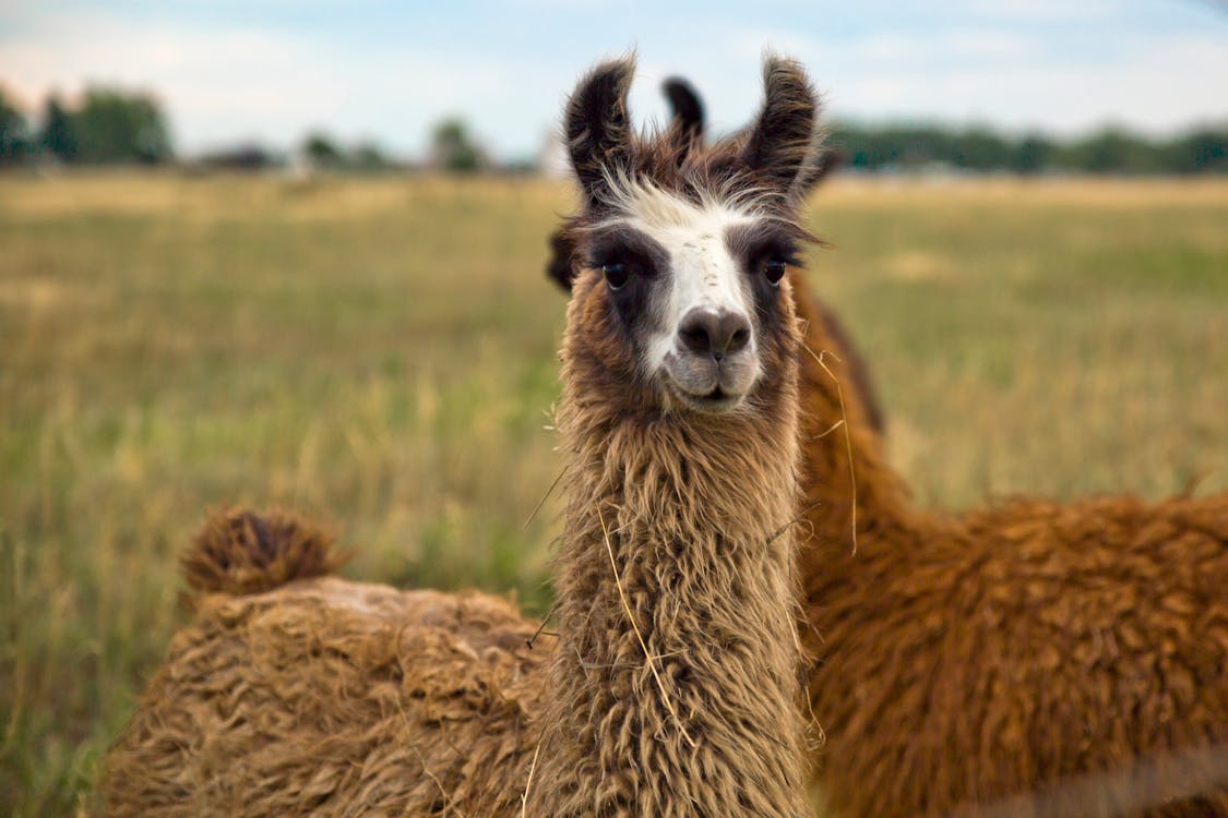 Free stock photo of colorado, llama, llama in field