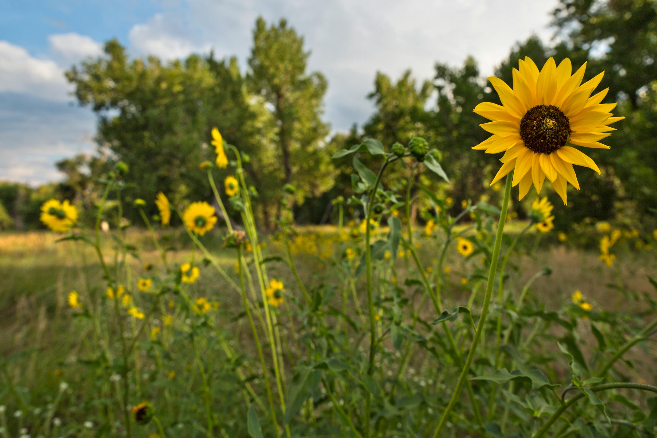 有关向日葵 在草原上的花朵 花的免费素材图片