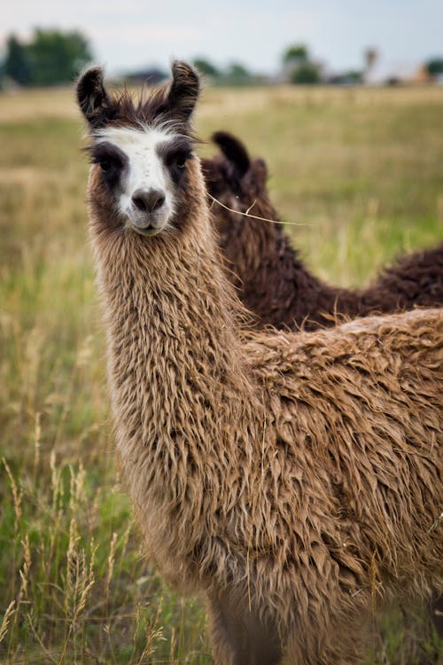 Free stock photo of llama, llama in field, llamas Stock Photo
