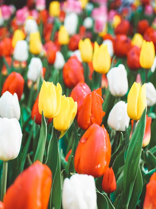 Free White and Red Tulips in Bloom Stock Photo