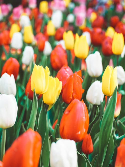 Close-Up Shot of Tulips in Bloom