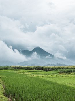 天空多云，一片充满活力的稻田显得格外宁静，远处是高耸的山脉