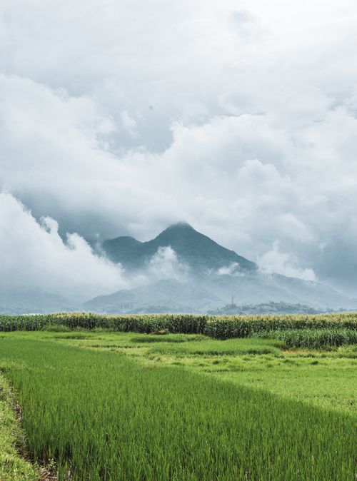 Free Serene landscape of a vibrant rice field under cloudy skies with towering mountain in the distance. Stock Photo