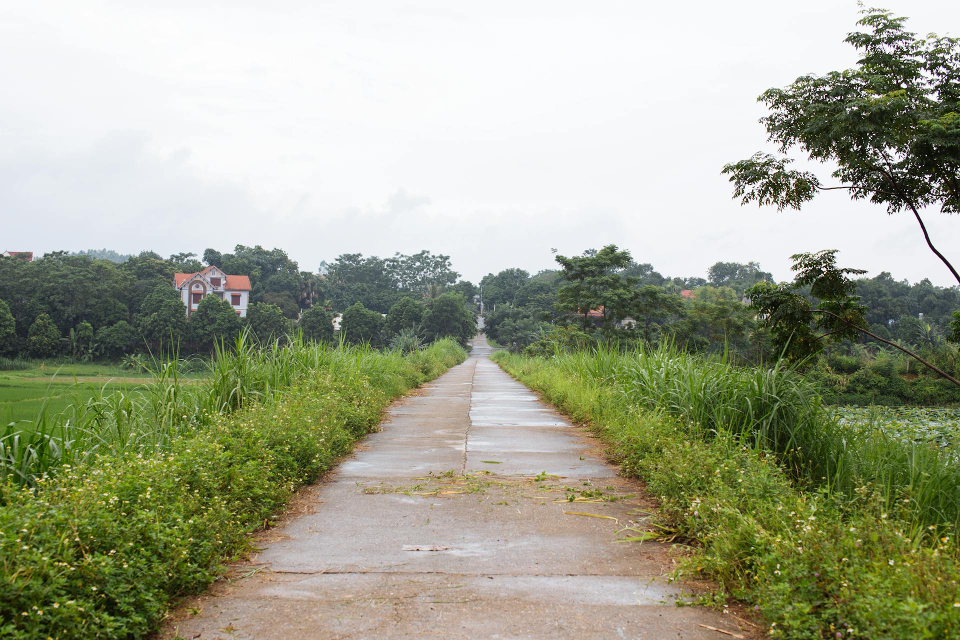 Explore a tranquil countryside road surrounded by vibrant green vegetation and distant homesteads under a calm sky.