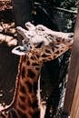 Brown and Black Giraffe Eating Grass