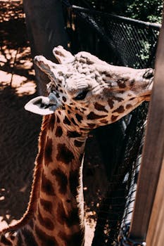 动物园里的长颈鹿特写，展示了它高高的脖子和斑点图案