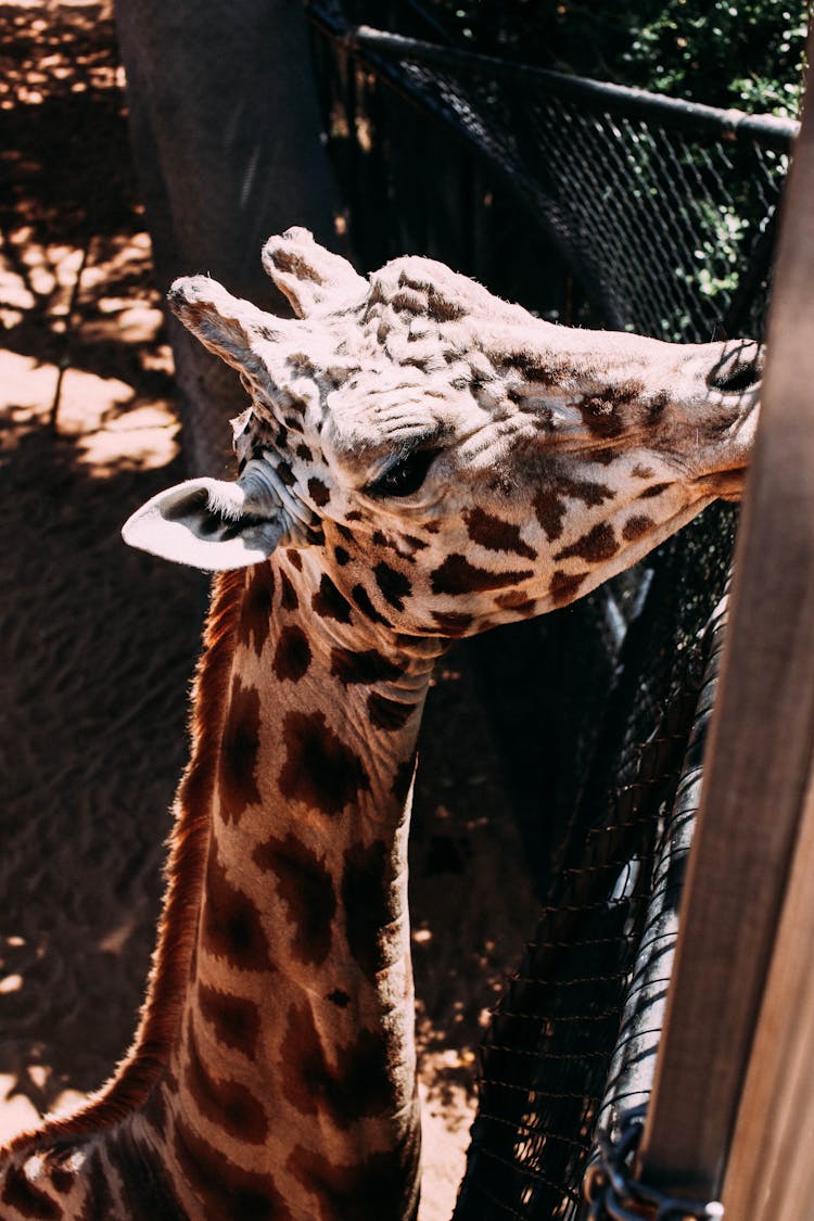 Giraffe In A Zoo 