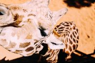 White and Black Giraffe Head