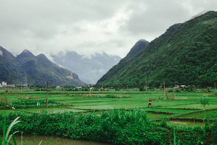 Green Rice Fields Among Mountains