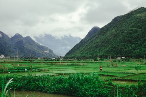 Free A beautiful landscape of green rice paddies surrounded by lush mountains under a cloudy sky. Stock Photo