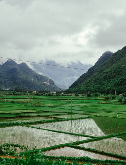 Free Expansive rice fields against a backdrop of misty mountains under a cloudy sky. Stock Photo