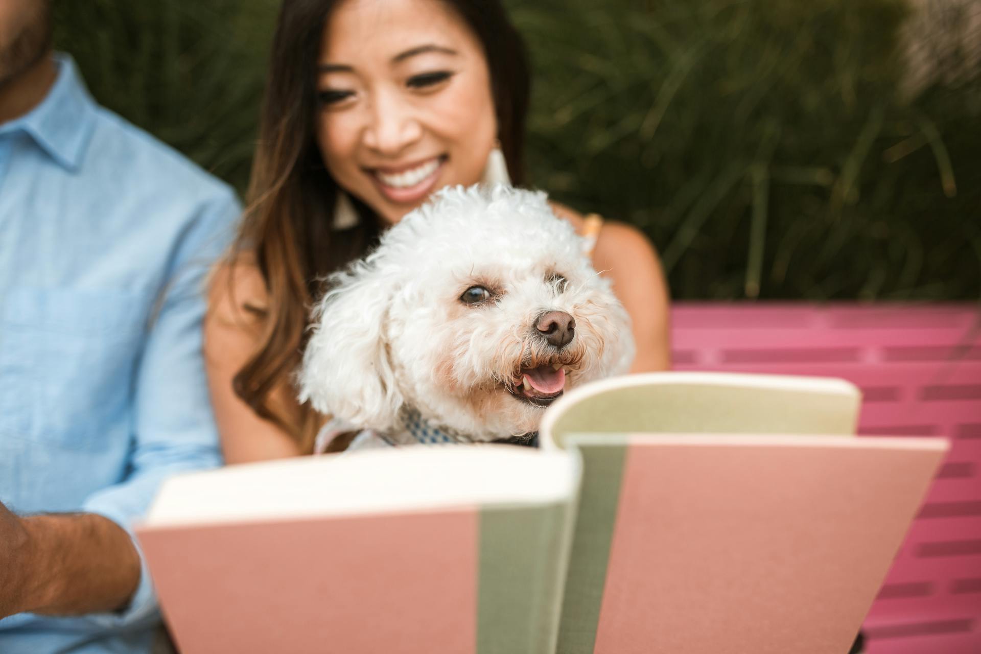 En hund som sitter på en kvinnas knä