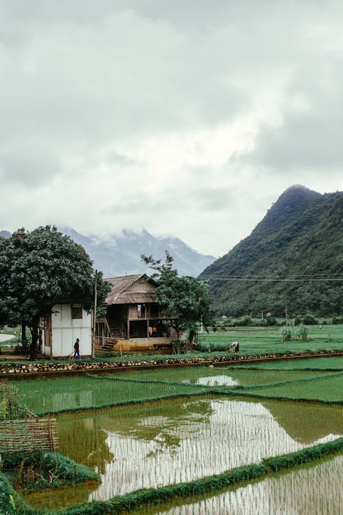 Rice Fields and Mountains