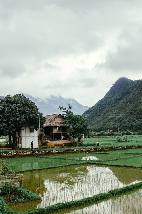 Free Scenic view of a rural farmhouse surrounded by vibrant rice fields and mountains. Stock Photo