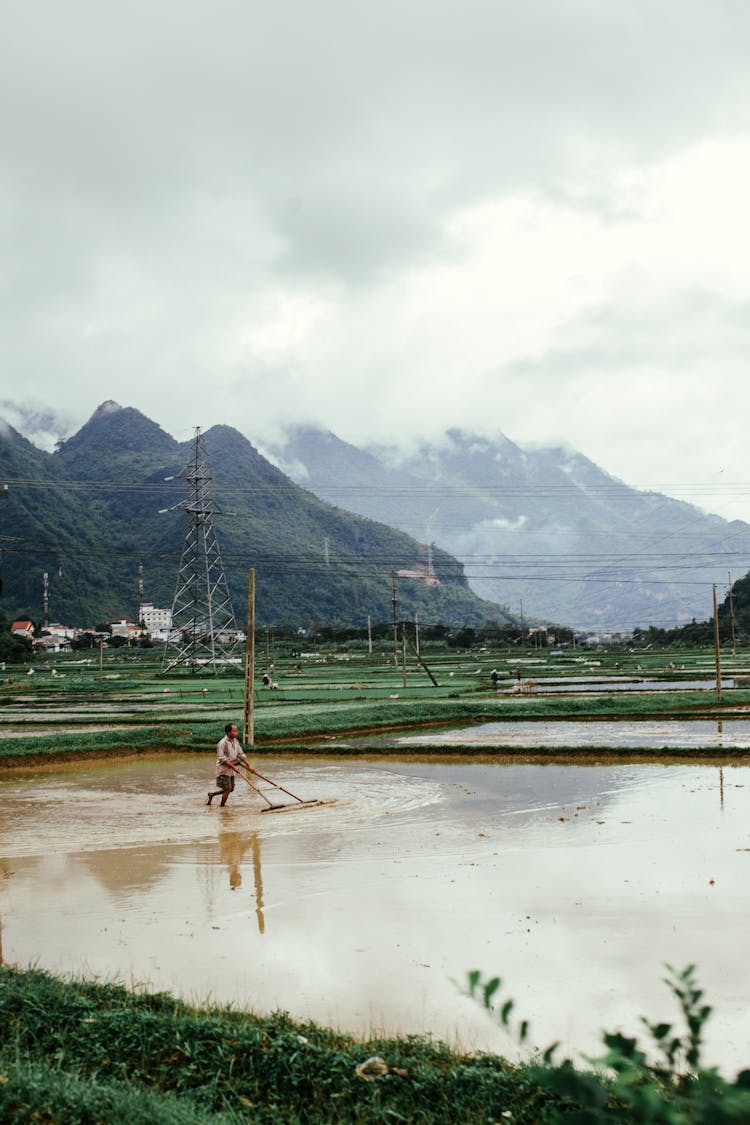 Farmer Working On Paddy Field