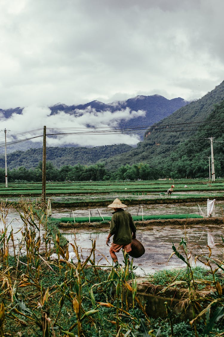 Man Walking In Water On Rice Plantations