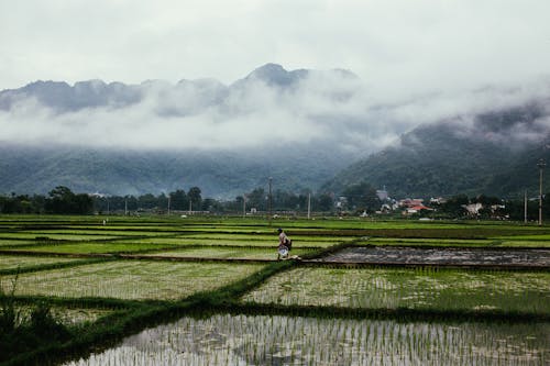 Gratuit Imagine de stoc gratuită din activități agricole, agricultură, Asia Fotografie de stoc
