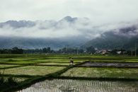 Person in Green Grass Field