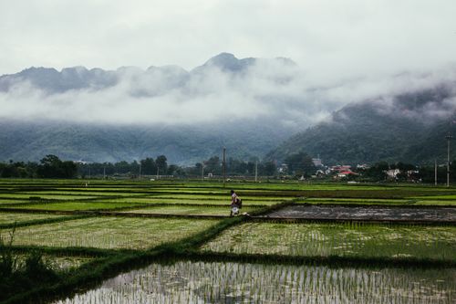 Free A serene view of rice paddies beneath mist-shrouded mountains, capturing rural tranquility and agricultural life. Stock Photo