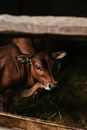 Brown Cow Lying on Ground