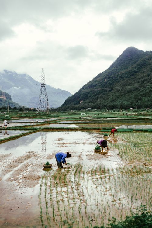 Free Workers in a Vietnamese rice paddy field with mountainous scenery and overcast skies. Stock Photo