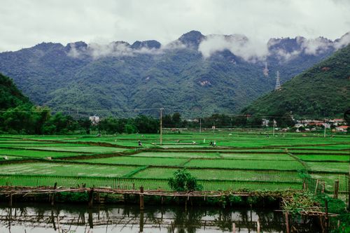 Free Expansive rice paddies beneath misty mountains, evoking a serene and vibrant landscape. Stock Photo