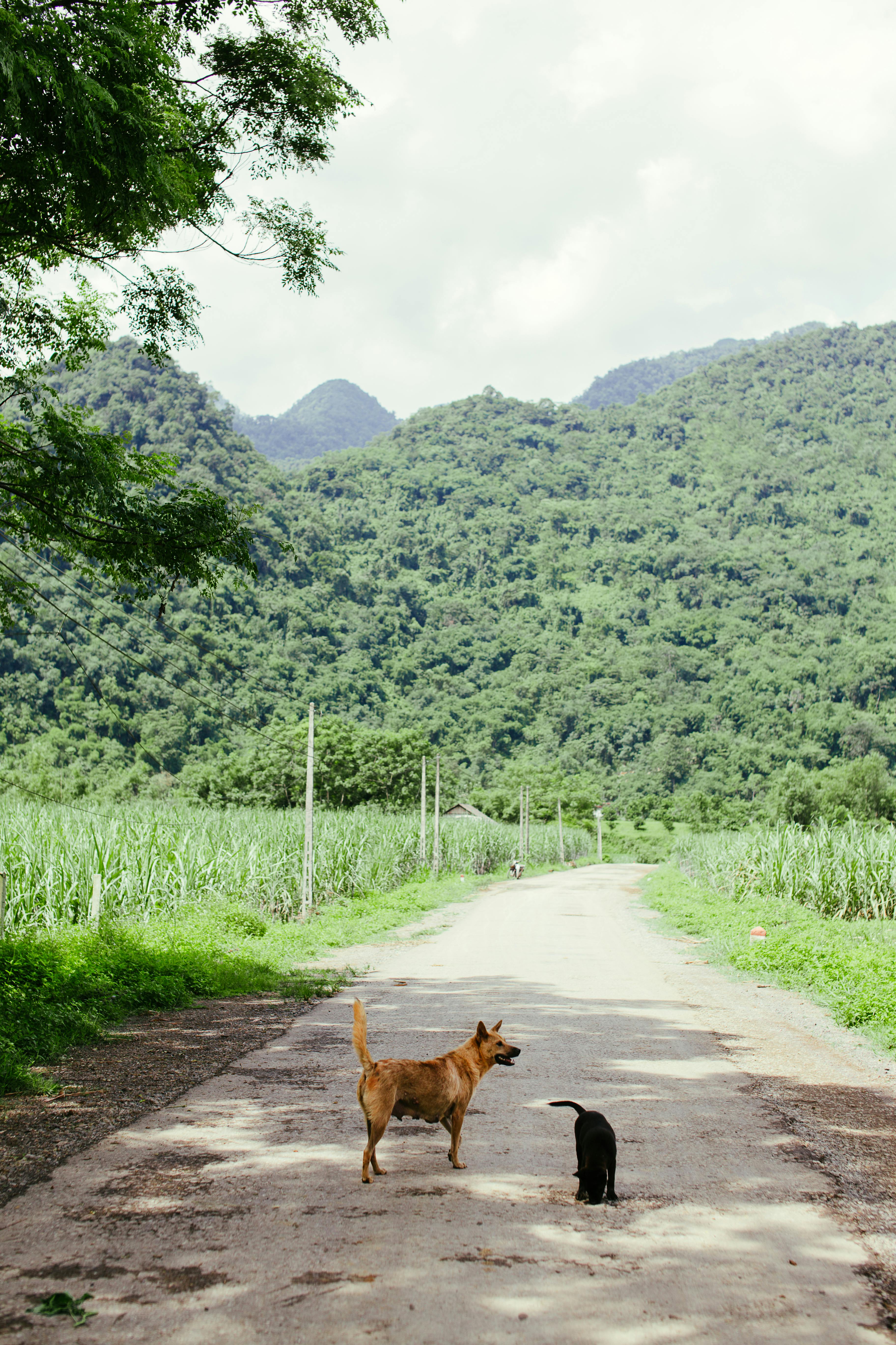 A Dog and a Cat Standing on a Road Between Fields