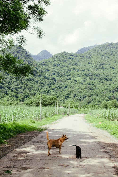 Free A Dog and a Cat Standing on a Road Between Fields  Stock Photo