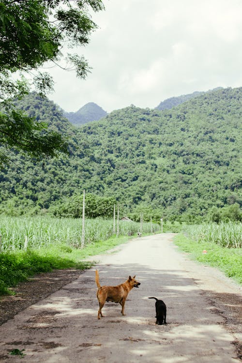 Immagine gratuita di alberi, animali, azienda agricola