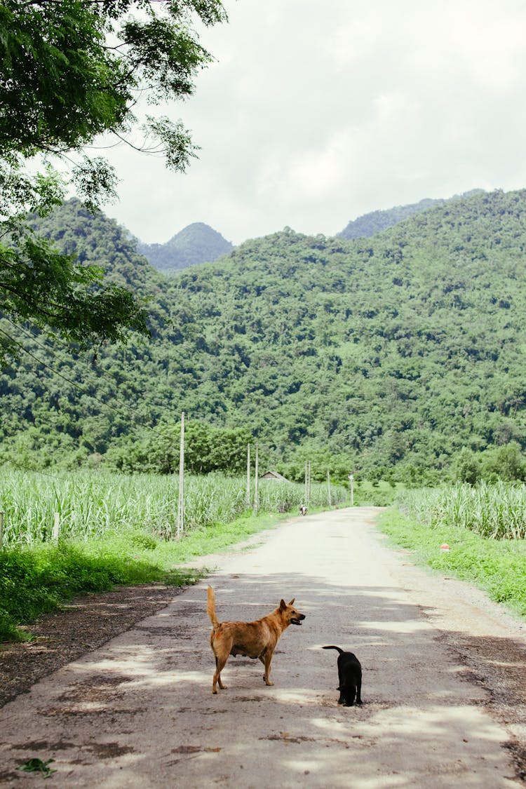 A Dog And A Cat Standing On A Road Between Fields 