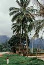 Palm Tree Near Brown Wooden Fence