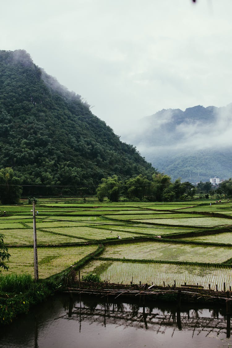 Rice Paddy Fields In Mountains