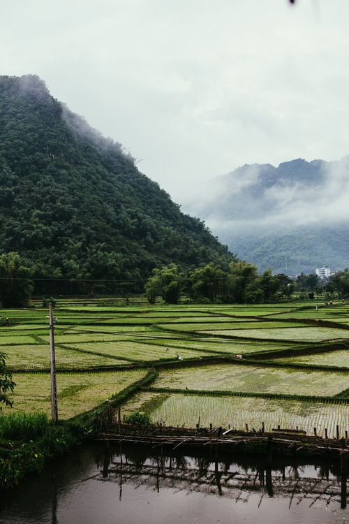 Free Lush rice fields with misty mountains and serene water reflect a tranquil landscape. Stock Photo