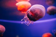 特写一个发光的水母在充满活力的水下场景中优雅地游泳